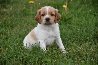 Les chiots de Epagneul Breton