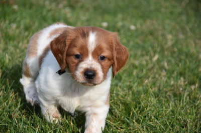 Les chiots de Epagneul Breton