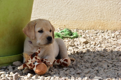 Les chiots de Labrador Retriever