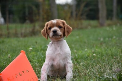 Les chiots de Epagneul Breton