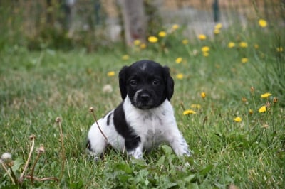 Les chiots de Epagneul Breton