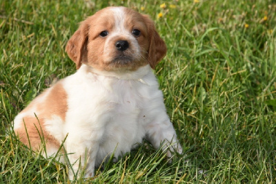 Les chiots de Epagneul Breton