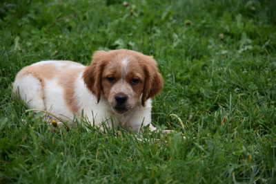 Les chiots de Epagneul Breton