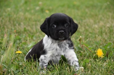 Les chiots de Epagneul Breton