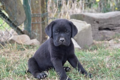 Les chiots de Labrador Retriever