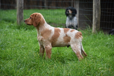 Les chiots de Epagneul Breton