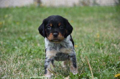 Les chiots de Epagneul Breton