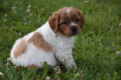 Les chiots de Epagneul Breton