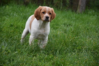 Les chiots de Epagneul Breton