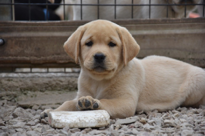 Les chiots de Labrador Retriever