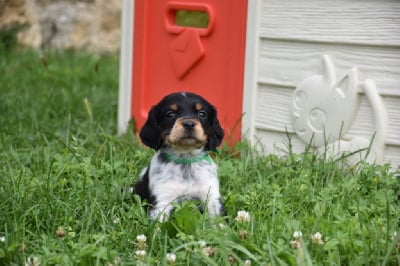 Les chiots de Epagneul Breton