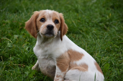 Les chiots de Epagneul Breton