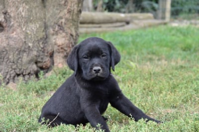 Les chiots de Labrador Retriever