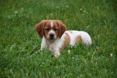 Les chiots de Epagneul Breton