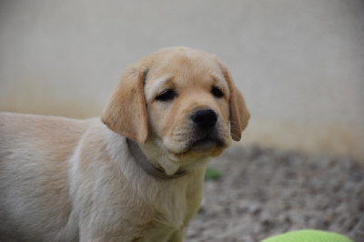 Les chiots de Labrador Retriever