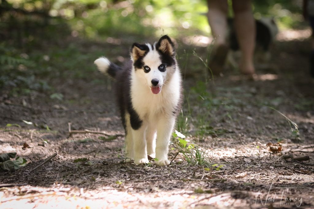 CHIOT - Laika de iakoutie