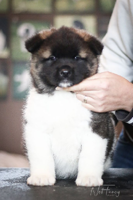 Les chiots de Akita americain