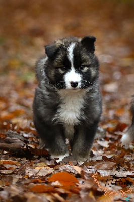 Les chiots de Laika de iakoutie