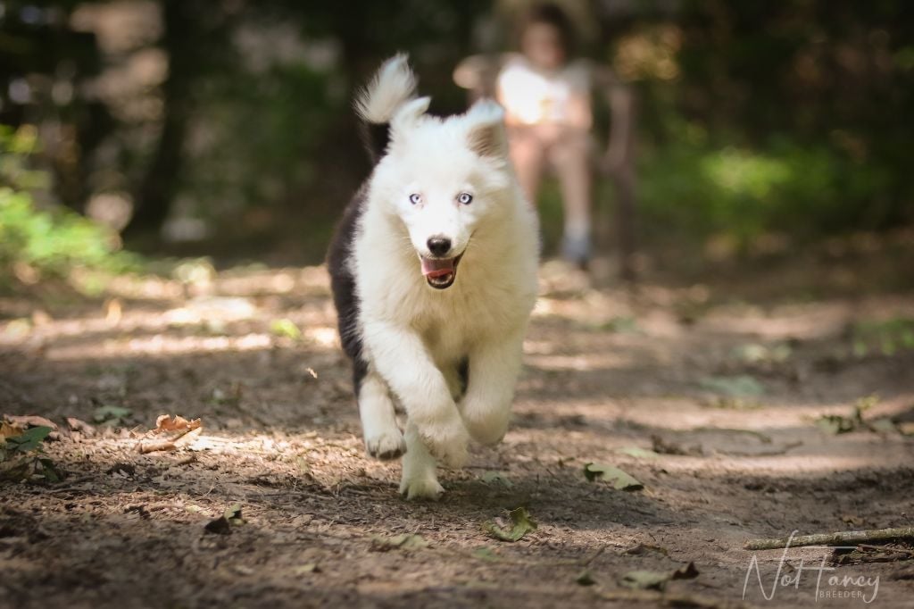 CHIOT - Laika de iakoutie