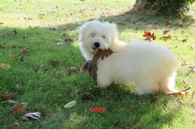 Les chiots de Coton de Tulear