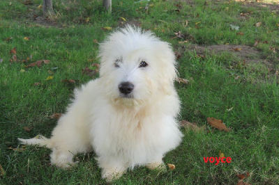 Les chiots de Coton de Tulear