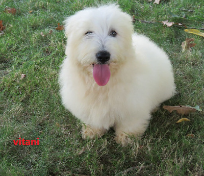 Les chiots de Coton de Tulear