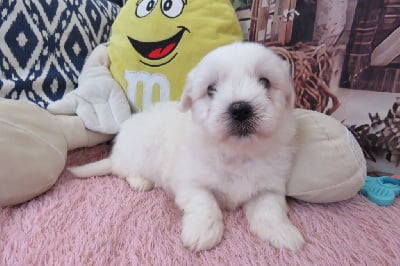 Les chiots de Coton de Tulear