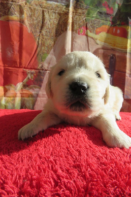 Les chiots de Golden Retriever