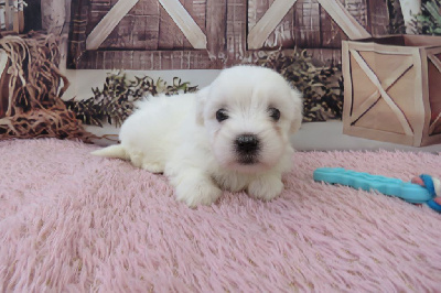 Les chiots de Coton de Tulear