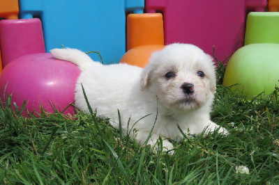 Les chiots de Coton de Tulear