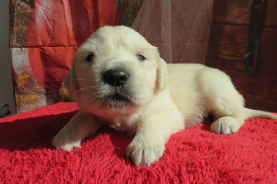 Les chiots de Golden Retriever