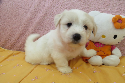 Les chiots de Coton de Tulear