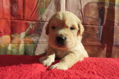 Les chiots de Golden Retriever