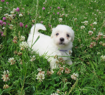 Les chiots de Coton de Tulear