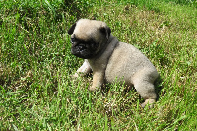 Les chiots de Carlin