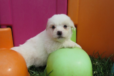 Les chiots de Coton de Tulear