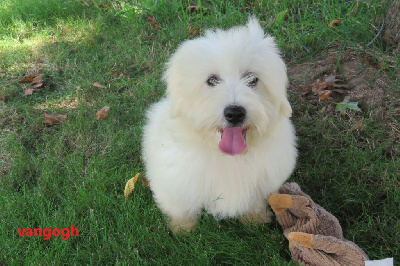 Les chiots de Coton de Tulear