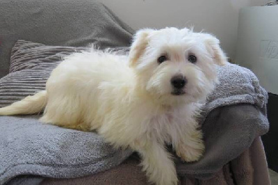 Les chiots de Coton de Tulear