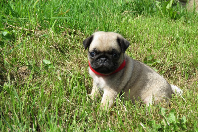 Les chiots de Carlin