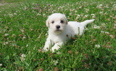 Les chiots de Coton de Tulear