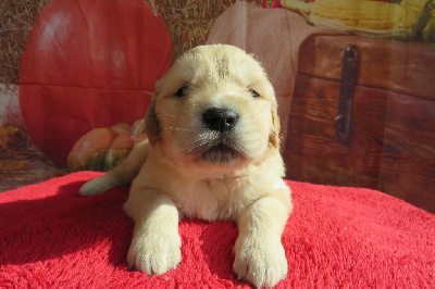 Les chiots de Golden Retriever