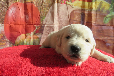 Les chiots de Golden Retriever