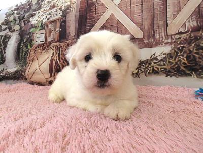 Les chiots de Coton de Tulear