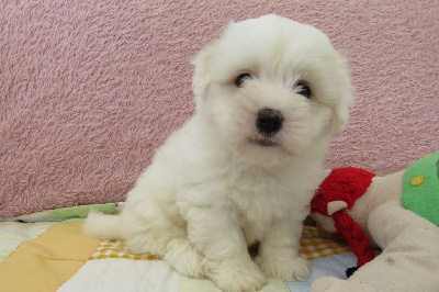 Les chiots de Coton de Tulear