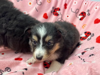 Les chiots de Shetland Sheepdog