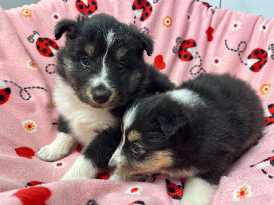 Les chiots de Shetland Sheepdog