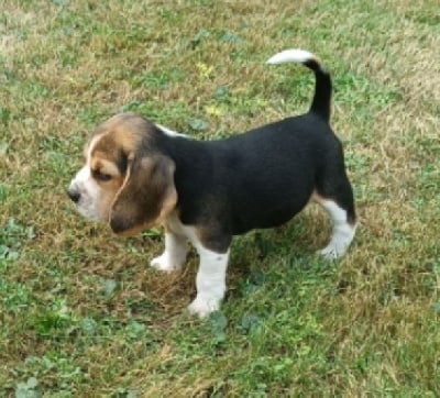 Les chiots de Beagle