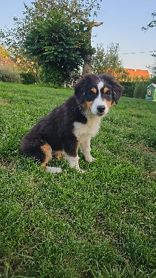 Les chiots de Berger Australien