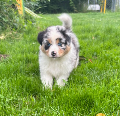 Les chiots de Berger Australien