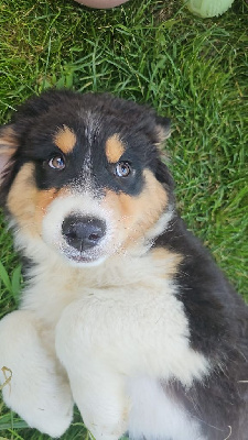 Les chiots de Berger Australien